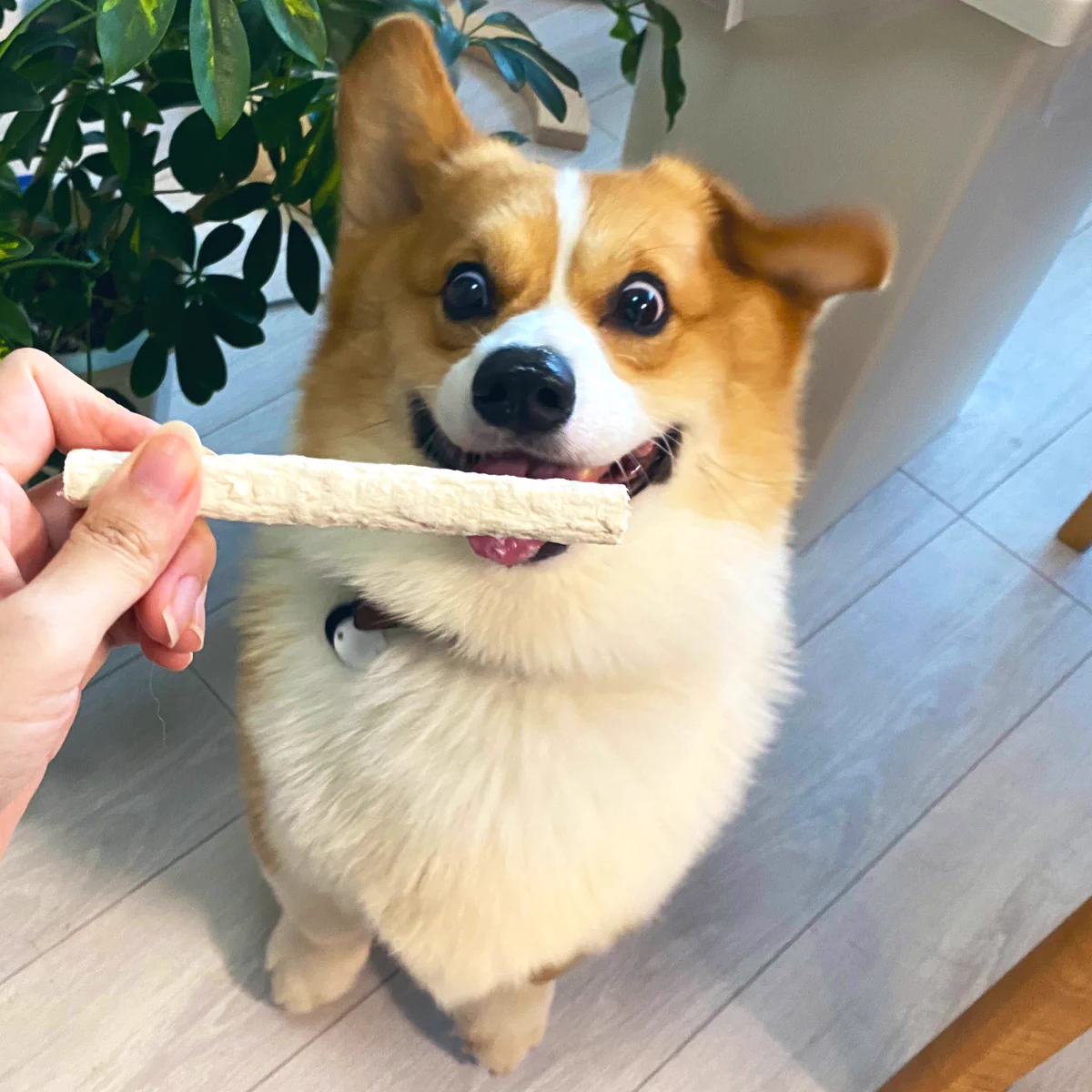 大好物を前にしてこの表情！www喜びを隠しきれない犬が可愛すぎる！www