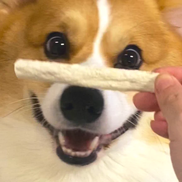 大好物を前にしてこの表情！www喜びを隠しきれない犬が可愛すぎる！www