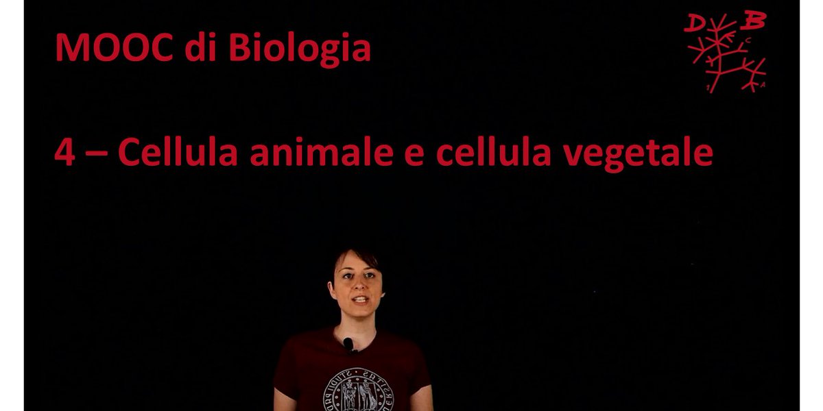 #MOOC di #BIOLOGIA 

In questa videolezione <a href="/ECorteggiani/">Elisa Corteggiani</a> parla di #cellula #Animale e #Vegetale 🐟🦠🔬
bit.ly/2A1Xl4q

Mettetevi alla prova con il test di autovalutazione!

<a href="/UniPadova/">Università di Padova</a> <a href="/MoocsUnipd/">MOOCs Unipd</a> <a href="/MiurSocial/">MiurSocial 😷</a> <a href="/liviotrain88/">Livio Trainotti</a>

 #scienze #testdingresso #scuolasuperiore