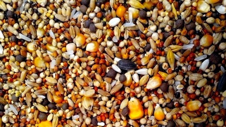 PequodRivista's tweet photo. 🇮🇹 #PequodScopre
🌱 #GiornataMondialeDellaBiodiversità
Sapete cos'è una banca del #germoplasma? Pequod ve ne racconta la storia, partendo dalle origine sovietiche per arrivare alla Banca del Germoplasma di Bari.

#Semi #Biodiversità #Natura #Paesaggi

https://t.co/FxzY3MBfJn https://t.co/sMgIlEQxiG