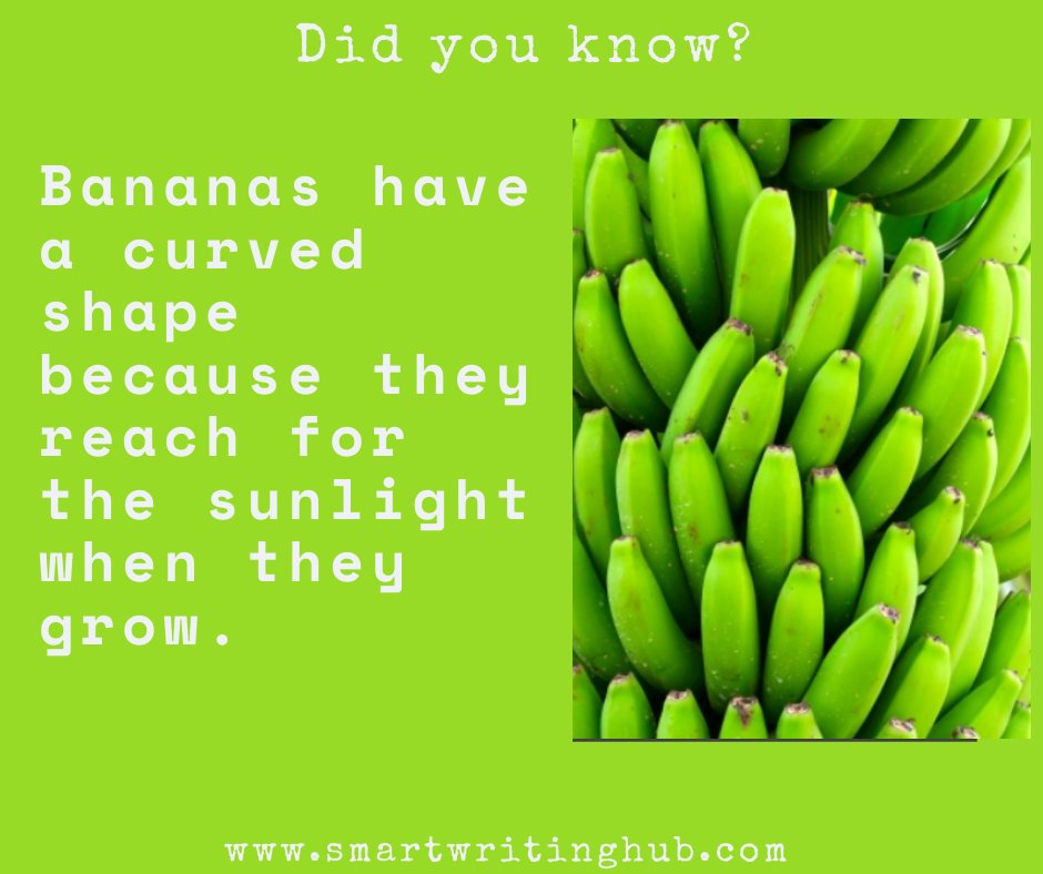 swritinghub's tweet photo. Fun fact 🍌🍌🍌🍌
.
.
.
.
#smartwritinghub #onlineclasses #assignmenthelp #studentlife #education #homework #writing #proofreadmyessay #assignments #collegeassignments #collegestudent #essayhelp #assignmentpay #homeworkhelp #researchpaper #assignmentdue #nature https://t.co/mgxayvejL1