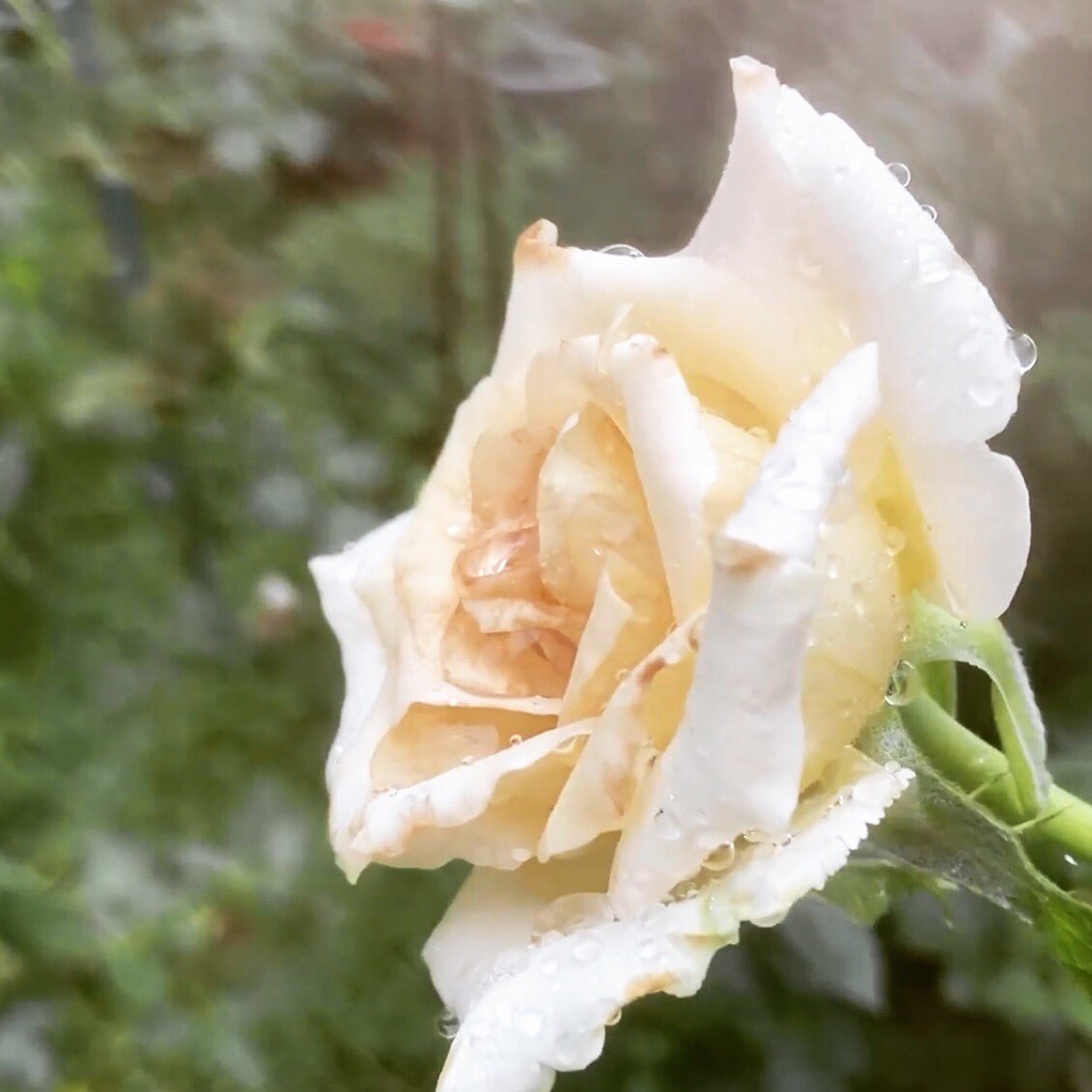 RoseAddictClub1's tweet photo. #EarlyGrey    #曦灰

#RoseAddictClub #Rose #Roses #Rosegarden #Flower  #Blooms #total_roses #backyardgarden #flowergarden #flowergardens #RoseAddicted  #GrowAtHome #Mygarden  #MyRose #InstaRose #RoseLife #Life #StayHome  #quarantine #WearaMask #玫瑰上癮俱樂部 #薔薇 #玫瑰  #玫瑰花 https://t.co/yYuRGAL78Q