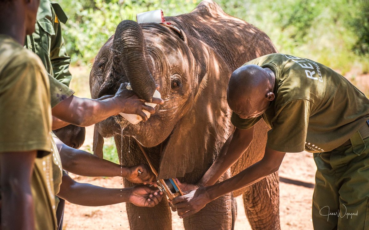 @nrt_kenya tweet media