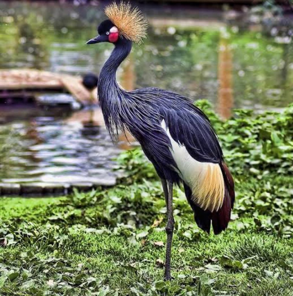 Nigeria joins the rest of the world to mark the commemoration of the 2020 International Day for Biodiversity, May 22nd; highlighting the global importance of nature based solution for people &amp; planet #BiodiversityDay
#NigeriaBiodiversityDay

<a href="/UNBiodiversity/">UN Biodiversity</a> <a href="/UNEP/">UN Environment Programme</a> <a href="/IPBES/">ipbes</a> <a href="/mremae/">Elizabeth M. Mrema</a>