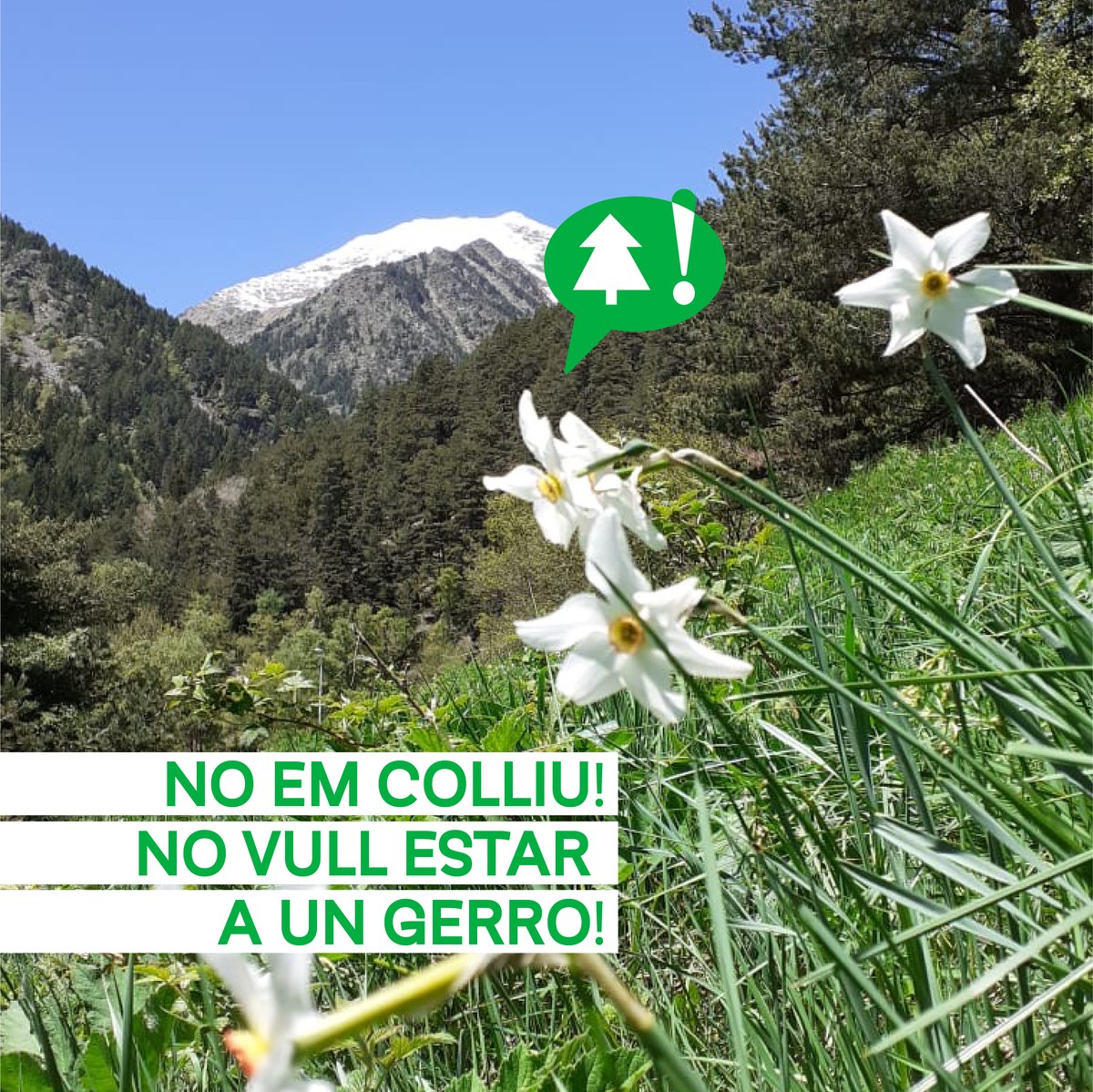 apapmaAD's tweet photo. La Grandalla, la flor nacional d'Andorra i espècie emblemàtica catalogada, que es troba amenaçada.
Per això, quan la vegis, gaudeix-la, però mai la matis per endur-te-la a casa. Deixa-la i els teus i les generacions futures la puguin seguir gaudint.
Andorra i tots t'ho agrairem https://t.co/MZxMQd579b