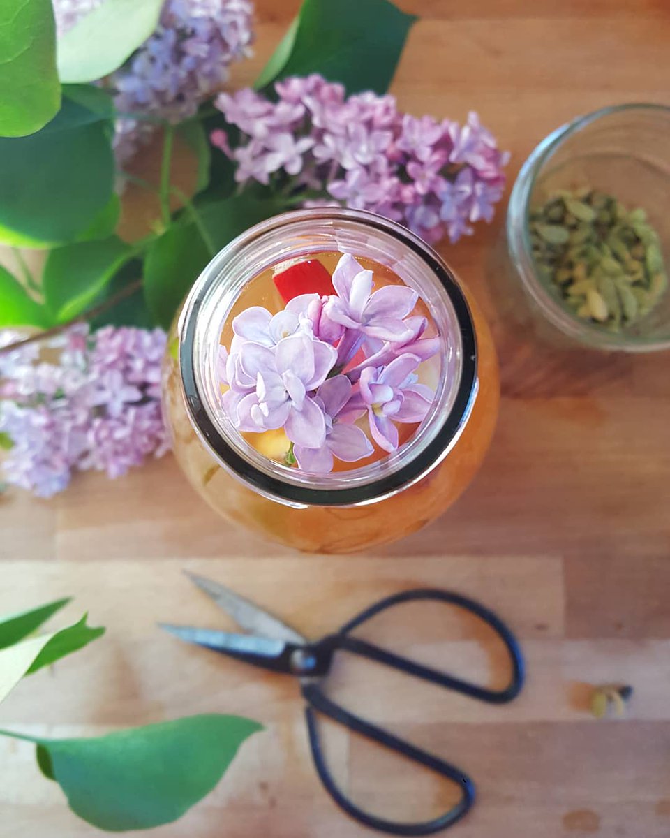 Bibliocook's tweet photo. Before the storm tore my lilac blossoms asunder, I used them in the latest batch of #kombucha, along with rhubarb trimmings + cardamom pods. Nicest kombucha that I've made in ages, especially appreciated by the Kiwi who gets a glass / dose every morning 😉

#homefermentation https://t.co/Nv2utE08n6