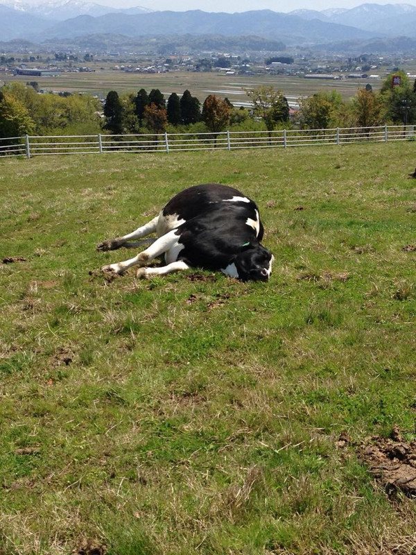 石武丈嗣 10月ついに会社清算完了 あとは税金払うのみじゃー しかし赤字1000万越え なーなー 牧場行ってきたけどさ 牛 ってこうやって寝るのフツウなのか ネットで探しても似たような寝方しているやついなかった気もするけどw T Co 石武丈嗣 10月ついに会社清算完了 あとは税金払うのみじゃー しかし赤字1000万越え なーなー 牧場行ってきたけどさ 牛 ってこうやって寝るのフツウなのか ネットで探しても似たような寝方しているやついなかった気もするけどw T Co