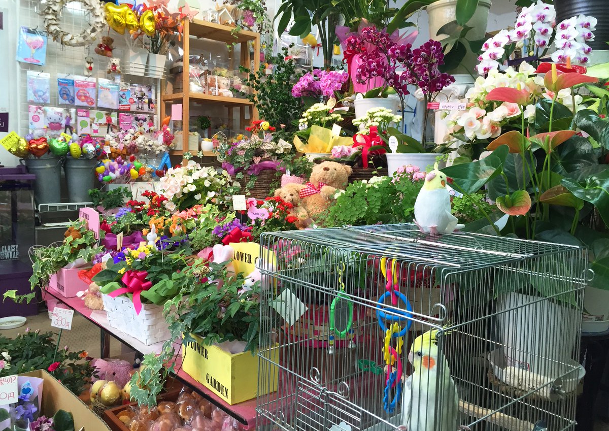 ロワパ 花屋 ロワテオ お店番をしていた頃のロワ氏