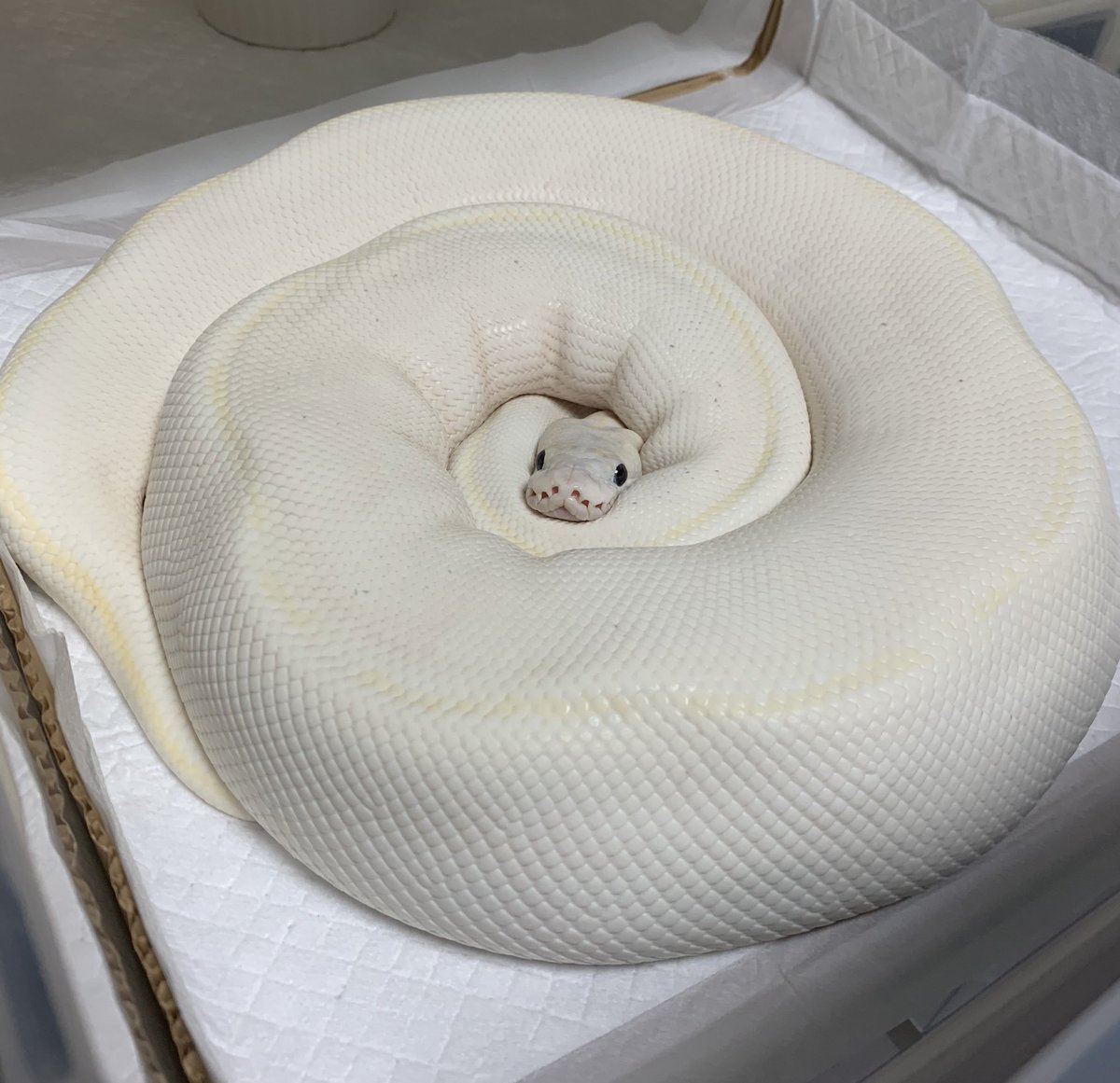 古田 爬虫類好き トルマリン狂 うちのリリーちゃんが パンパンでまん丸の丸のまるまるだったものでね ʖ ドキがむねむね