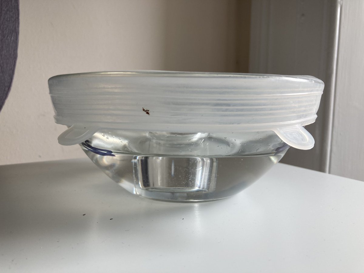 vvlevixen's tweet photo. @leithp7 @Leith_Primary Adam has made his this morning and put it next to the sunniest window as it’s a bit breezy outside.  He managed to not use single use plastic too. https://t.co/YVq0VKeo1g