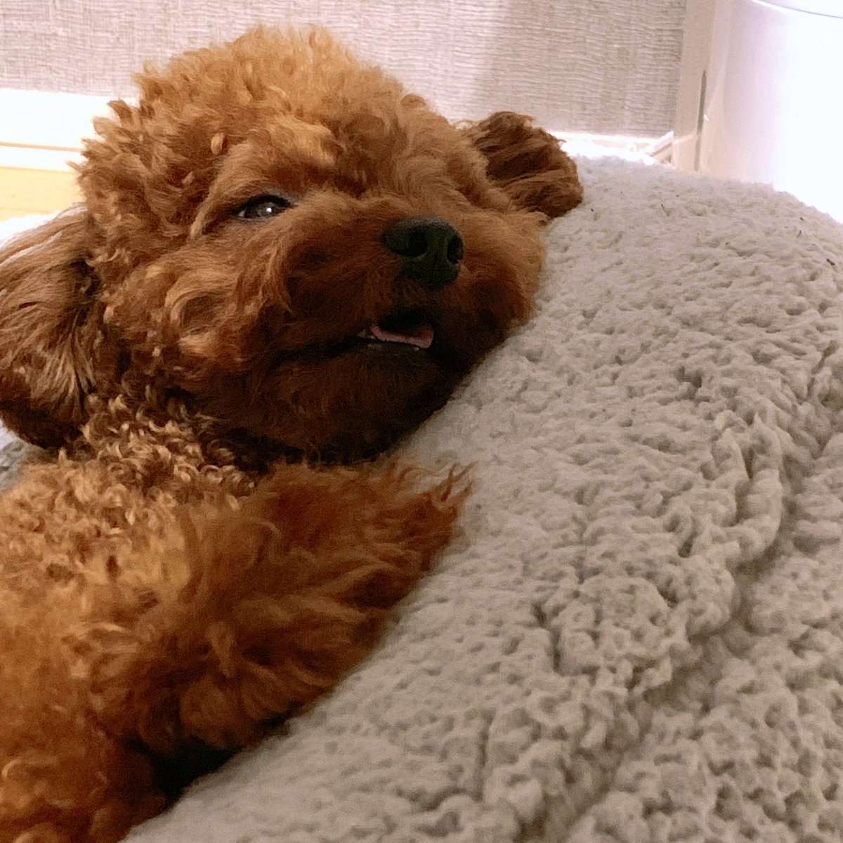 kaicrina's tweet photo. うちのコがTikTok始めたからみてみて🐶
フォロー、いいねして〜❤️
みんなの癒しになると思う😘
ずんだちゃんで検索🤞 https://t.co/5cuFjiT0tw
