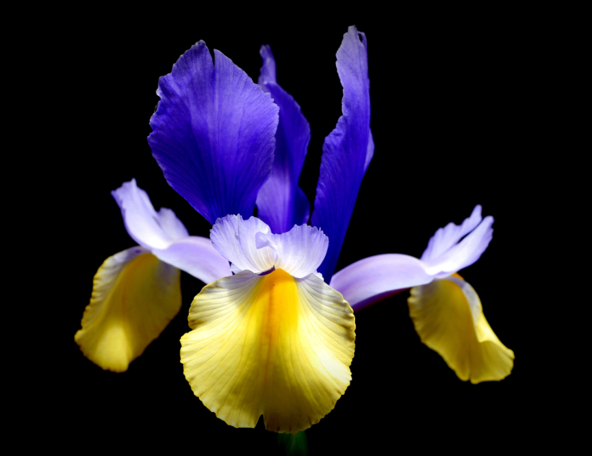 kiyotaka_1991's tweet photo. @sumawun @GrazyTGrazynaTT @_____YO_____YO @Edward733 @BootsieBoutique @treksinhimalaya @malekalby @heroldbarton @cynthia_lardner @zapp12347 @InfluencerProm1 @srinualme @Kugey @ktanimara @tripletsfan19 @BattalAldudak @BAMN_NATION @PapaPorter1 @LudMarx1 @MarkBird17 @chidambara09 @ShoesCatchup @Masao__Tanaka @1SunnySideSue @wanderingstarz1 @Hristov_D @VictorKoshelev @JanetNestor @_____YOYO @AI_Miami @Tom__Coleman @Peterleah18 @vairton5550 @CarlRamallo @VipEurope5 @Ame_2I @zairesue @Vivvus2 @Robertmalishev8 @Kesha20450795 @magnifyk @edjlazar @myousafghani @ejlazar @opprime_tv @playlist @spotifyplayIist @listige Thanks to Sena sumawun🏆May flowers are iris by Herbert Pregel🎀#ProEduTech #YourMustRead #Influencerpromotion #Knowledge #Paris #InfluencerMarketing #AI #Strategy #SMM #SocialMedia #success #BigData #TopCaseStudy #influencers #StayAtHome #Happyday #写真好きな人と繋がりたい🍀 https://t.co/OjZgnHmU3g