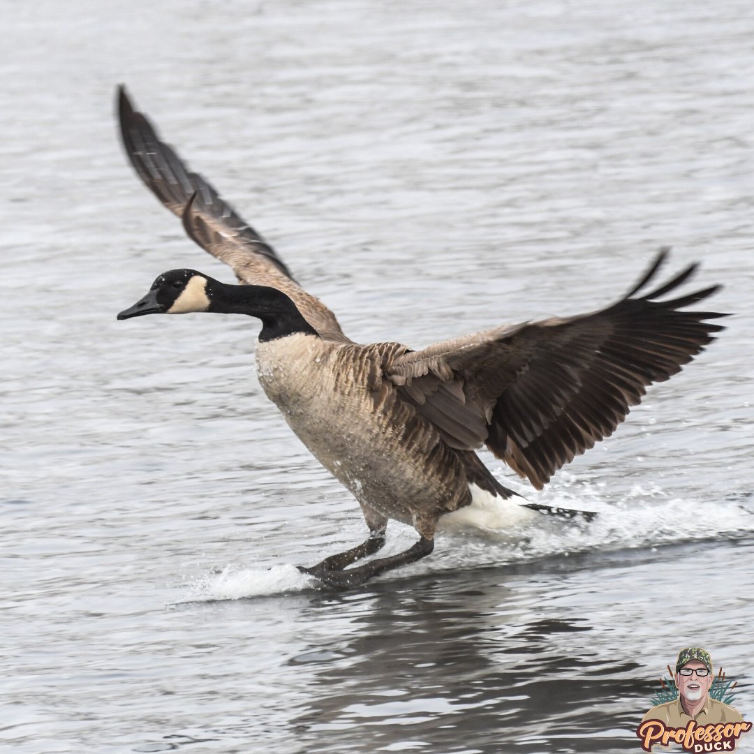 Sliding into the weekend like...
•
•
📸 Andy Raupp photography
•
•
#fridayfeeling #featurefriday #fowlfriday #canadagoose #geese #goosephotography #waterfowl #waterfowlphotography #localphotography #best_bird_shots #waterfowlid #conservation #waterslide #birding #birdphotos