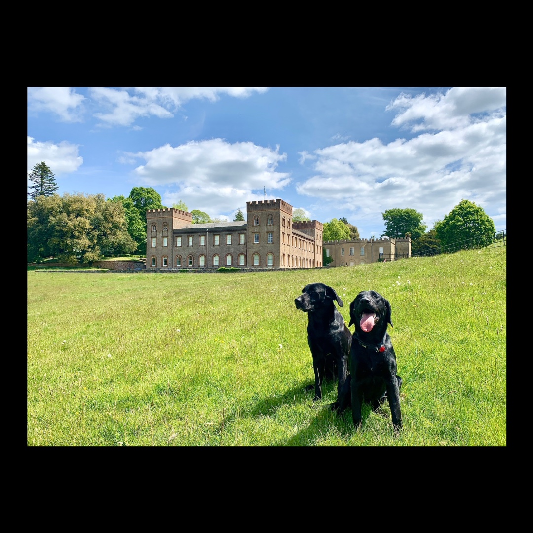 Peggy is growing so much she is almost the size of her mother at 8months. One good thing about lockdown is that I have been able to spend more time with them. #labsofinstagram #labradorretriever #pheasantshooting #statelyhome #drivengame #shootingseason2020ison