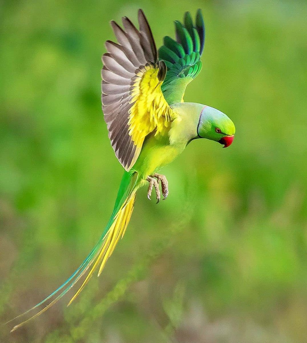 Beautiful click 

#photography #boredpanda #bird #wildlife