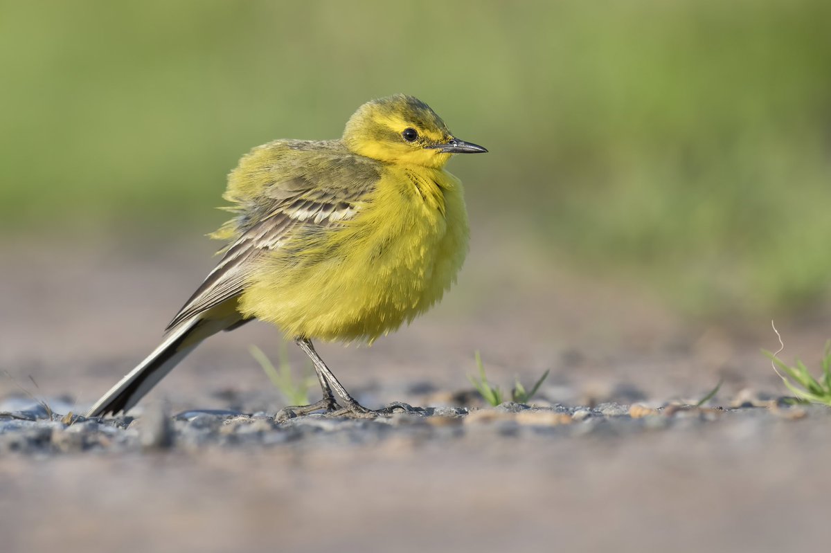 Stunning yellow wagtail photographed in the Midlands. #wildlife #wildlifephotography #yellowwagtail #wagtail #naturephotography #500mmf4 #d500 #nikonuk #nikonschooluk #wexphoto #birdphoto #birdphotography #birdfreaks #britishwildlife #britishwildlifephotography