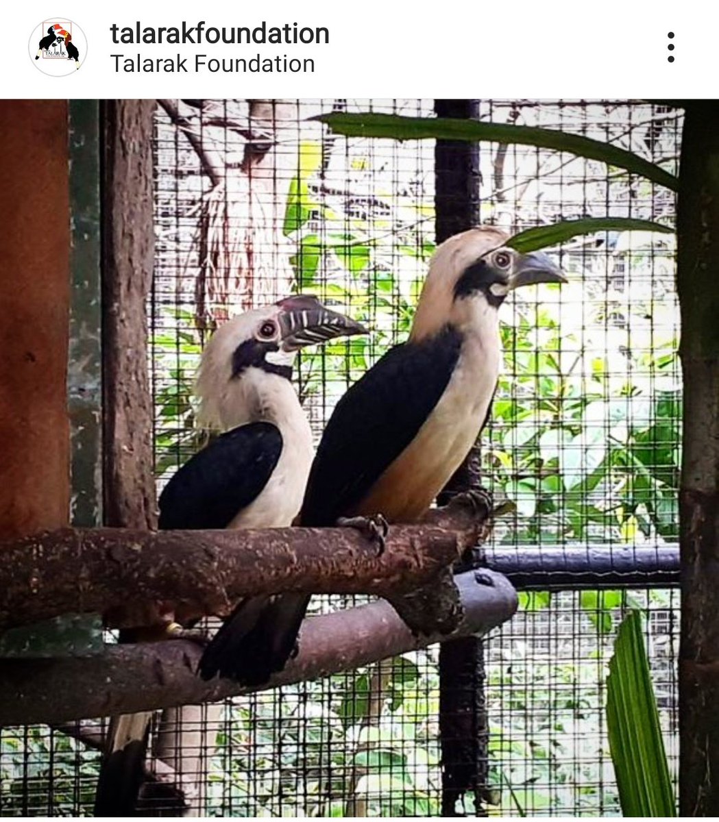 My fave bird is the endangered Visayan tarictic hornbill  In the wild, this species can now only be found in Negros and Panay islands. Follow Talarak Foundation on IG for news on their captive breeding program for these.  #IBD2020  #BiodiversityDay