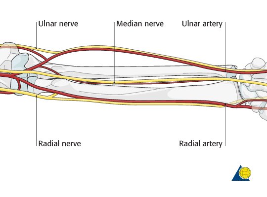 When we talk about the forearm we are looking at fractures of the radius or ulna. We have 3 major nerves running through here:Median – between the radius and ulnaUlnar – running anterior to the ulnaRadial – running posterior to the radius