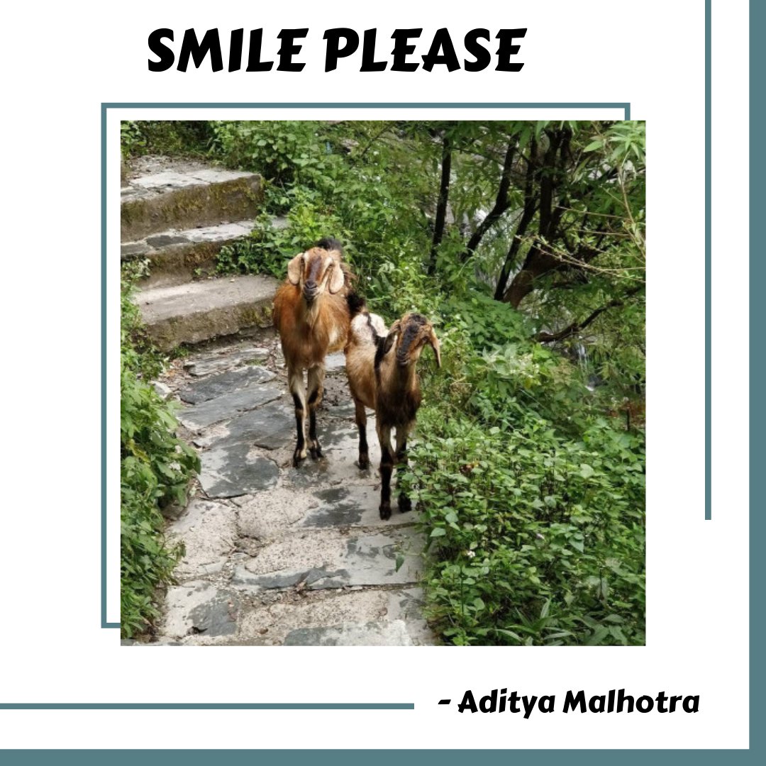 Thinkerspoint_'s tweet photo. Smile Please๐
Animals are cutest โค๏ธ
.
.
By @the_malhotra
.
.
#smileplease #animalphotography #blogoftheday #thinkerspoint #thinklearnexperience #mclodganj #tripfun #travel #photogenic https://t.co/PPY9lioTX2