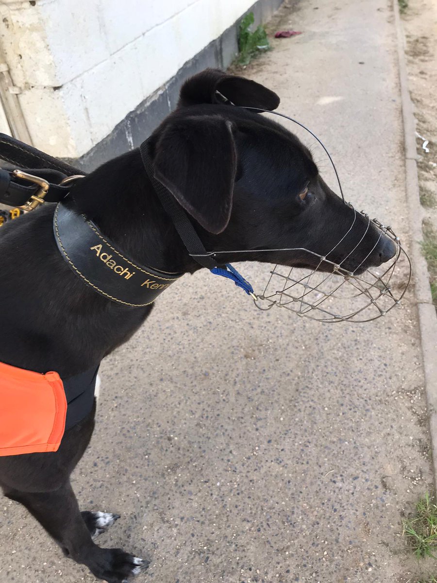 adachikennels's tweet photo. 1st day back trialing for Adachi Belle!
They've come to life at the track after a long rest! Hats off to the track staff for a well organised trial session today @SwindonDogs 👍
#adachikennels #adachibelle #trialsession #swindongreyhounds https://t.co/PmW471iLYW