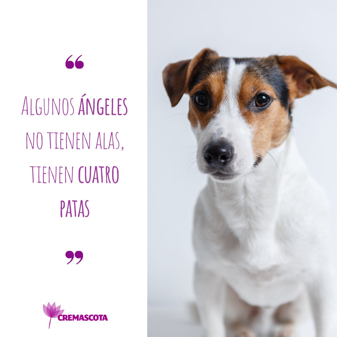 Cremascota's tweet photo. Día a día vemos cómo estos ángeles tan especiales son despedidos con mucho amor por sus dueños. 💜 https://t.co/Iz0GUOYK3d