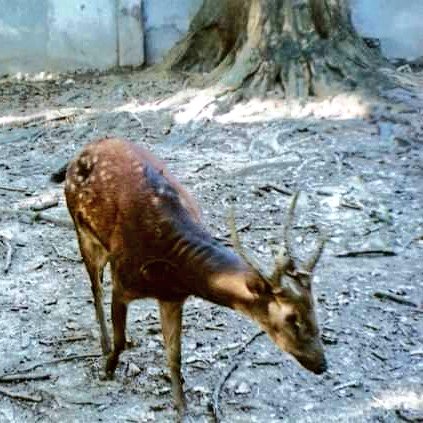 Staying with island endemics theme, here's a Visayan spotted deer. They're endangered. Endemic to West Visayan region but presently only known from forest patches in Negros & Panay.  @silliman_u CENTROP has a captive breeding program for this species.  #IBD2020  #BiodiversityDay