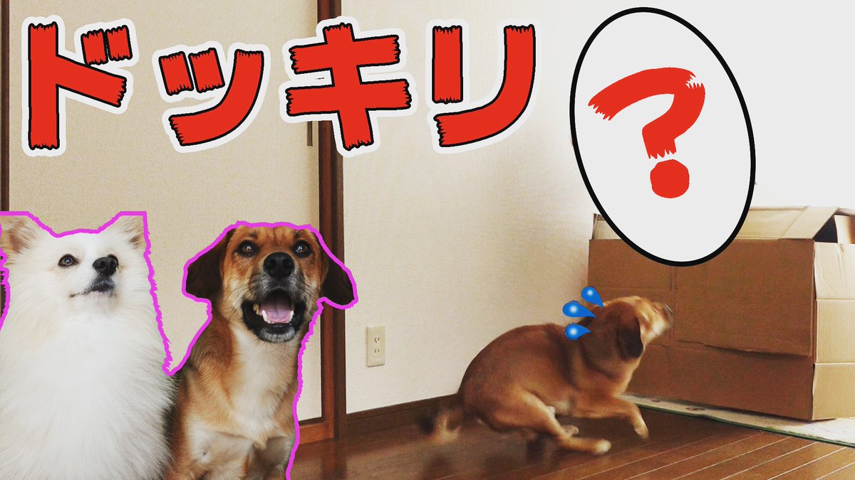 bakersbrothers_'s tweet photo. こんばんは皆さん🐶🐶
本日はBakers brothers の初ドッキリでした！😱 少し怖かったね🐕🐕
よかったらユーチューブで公開しましたので見てくださいね💕
https://t.co/XzXghwZfee

#犬好きさんと繋がりたい #犬 #犬のいる暮らし  #dog #DogLover #dogprank #prank
#youtube #ドッキリ #bakersbrothers https://t.co/WpptQKouai