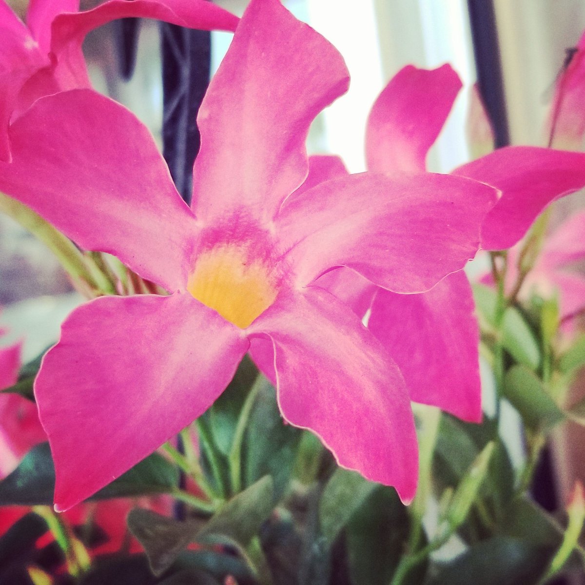 Daily isolation inspiration #56: Anything is possible with sunshine and a little pink