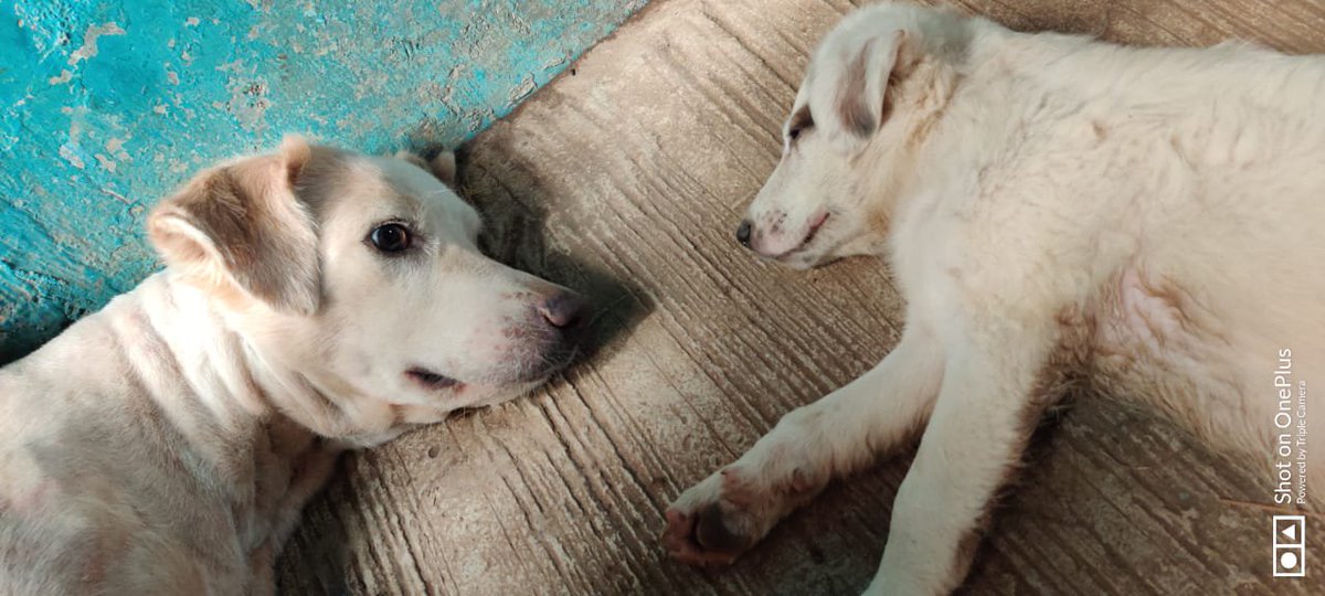 Sachins887999's tweet photo. My #Sherro with his #daughter click quietly #FatherDaughterLove is very special &amp; Secret weather it's Human or #animals 
#DogLover #Sherro #fridaymorning #FridayMotivation #coronavirus #Covid_19 #COVIDー19 #lockdown #lockdown #Click @Sachbang @PetaIndia @asharmeet02 https://t.co/80mNdnHh3A