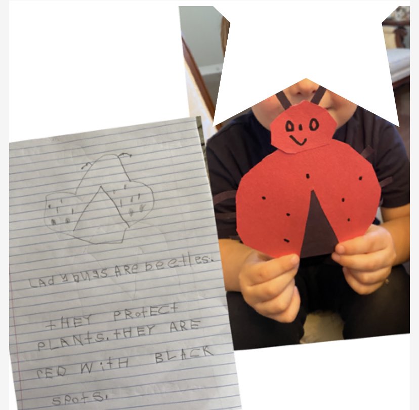 latusflor's tweet photo. This little friend of ours loved making his ladybug and did an awesome job trying to write a fun fact! https://t.co/mkQNVKaRFf