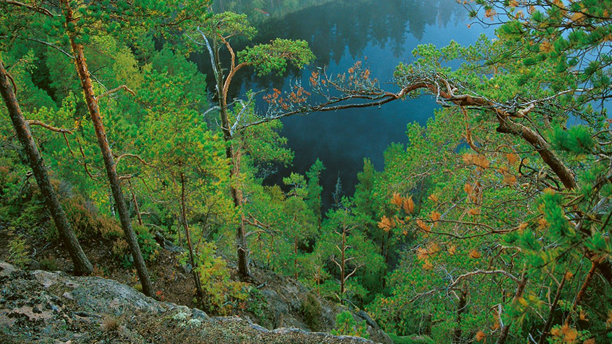 Protection is an essential part of sustainable use of forests! #UPM owns 115 000 hectares of protected forests or forests with special environmental targets. Read more on our #biodiversity web page! bit.ly/2zRouqZ