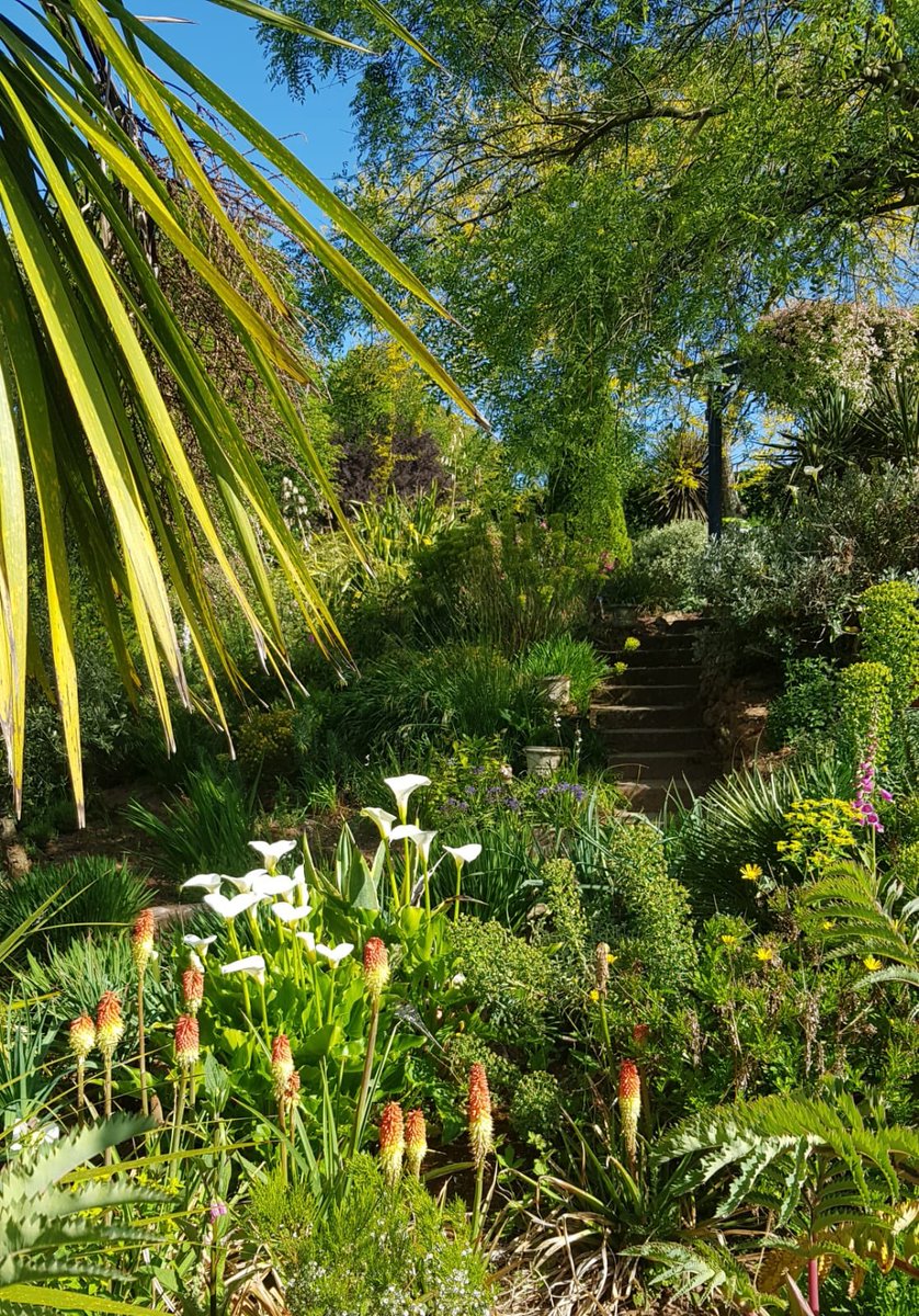 The Mediterranean garden is starting to come into flower. The gardens are open 11:00-17:00 Wednesday to Sunday for members.