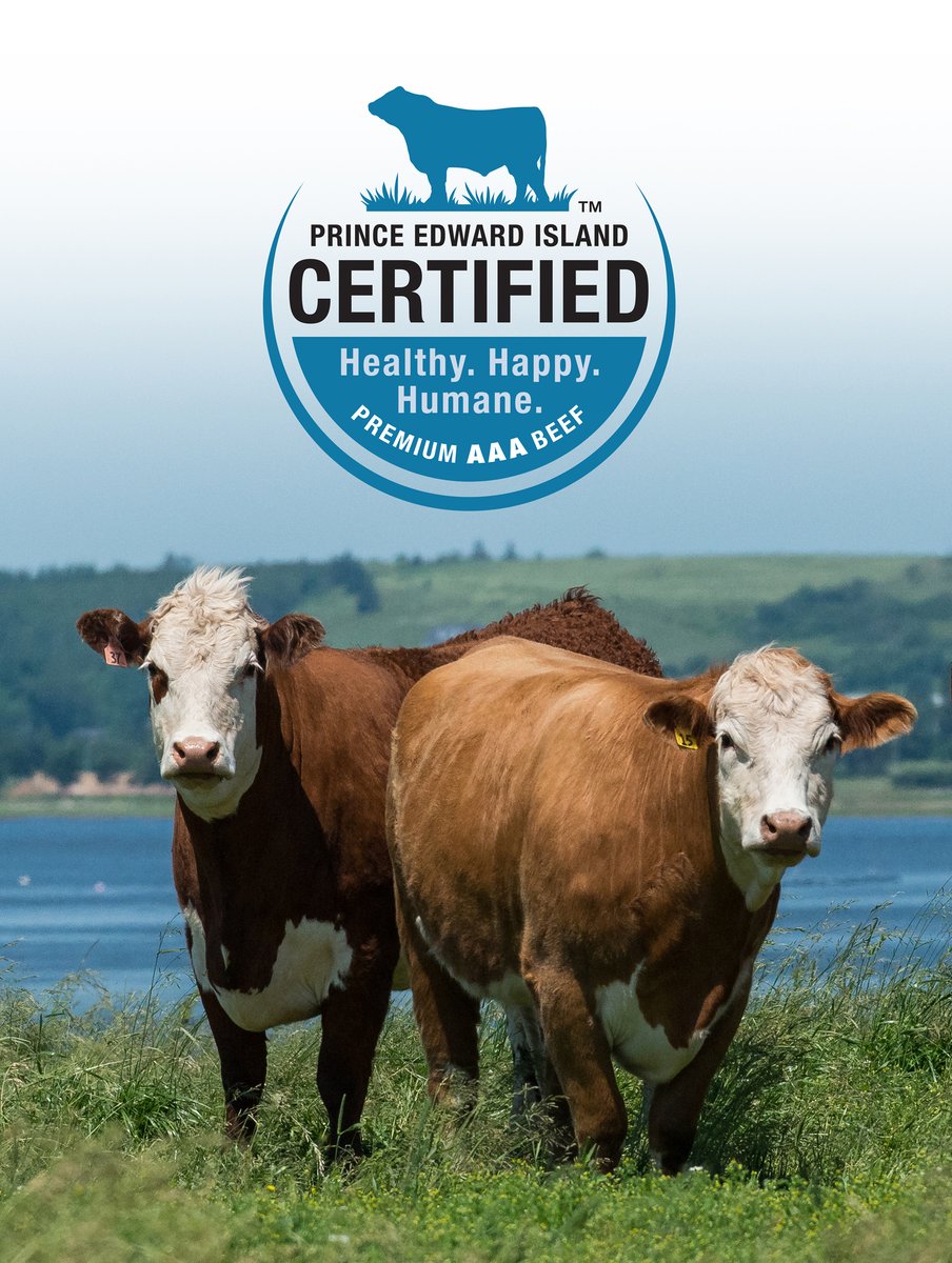 IslandBeef's tweet photo. #PEICertifiedBeef is some of the best #beef you can buy &amp; it's raised right here on @CanadasFoodIsl

Our #cattle are raised in small herds on #familyfarms. Cattle are fed high quality grass &amp; fodder, potato &amp; selected feeds, no synthetic hormones &amp; are active in the salt air. https://t.co/hRGttj2QUD