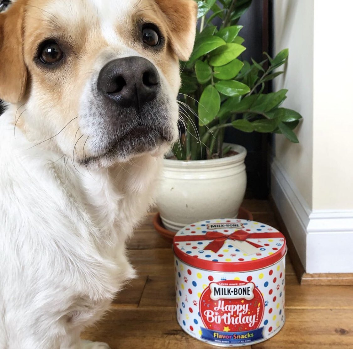 Independent Can tweet media