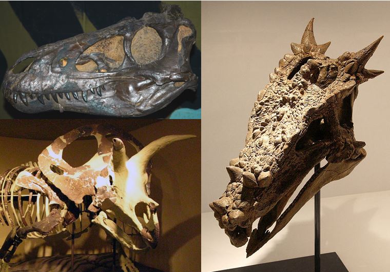 A separate argument is that certain Morrison Formation sauropods might be regarded as growth phases of others, in which case 'extreme ontogeny' might have happened. This has been contested and doesn't look valid. It's inspired by the Nanotyrannus, Dracorex & Torosaurus debates.