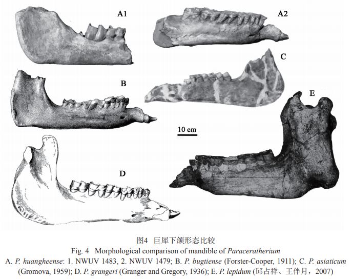 A key part of Prothero's argument is that 'fossil megamammals have proved oversplit, thus Morrison sauropods are too'. To do justice to this argument I had to discuss brontothere and indricothere taxonomy...