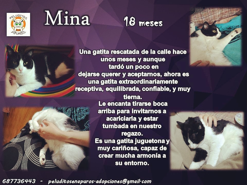 Mina, es una gatita super amorosa. Está en adopción 😻
#AdoptaNoCompres #gatos #felinos #amorfelino #mina #ponungatoentuvidaovarios