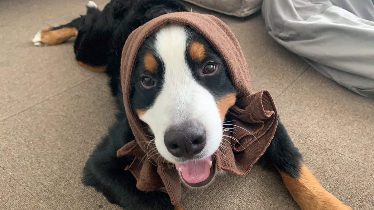 Romy バーニーズマウンテンドッグ در توییتر キョトン顔かわいい 笑 キョトン ごんべさん Bernesemountaindog バーニーズ バーニーズマウンテンドッグ Dog 犬 イッヌ いっぬ ほっかむり