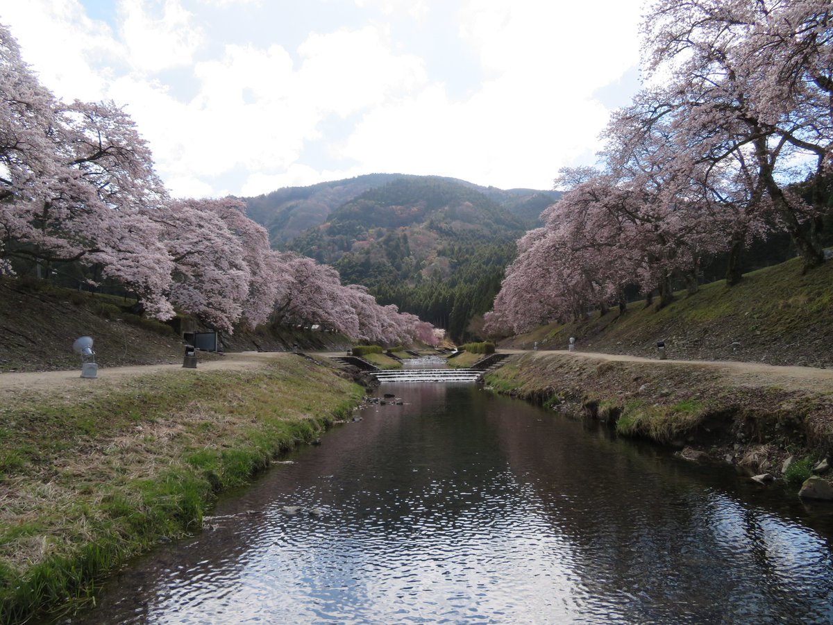 puinet's tweet photo. 昨年撮った桜です！
気分転換にどうぞ♪

滋賀県うぐい川の千本桜
甲賀市土山町鮎河 https://t.co/G6zpLe39iX