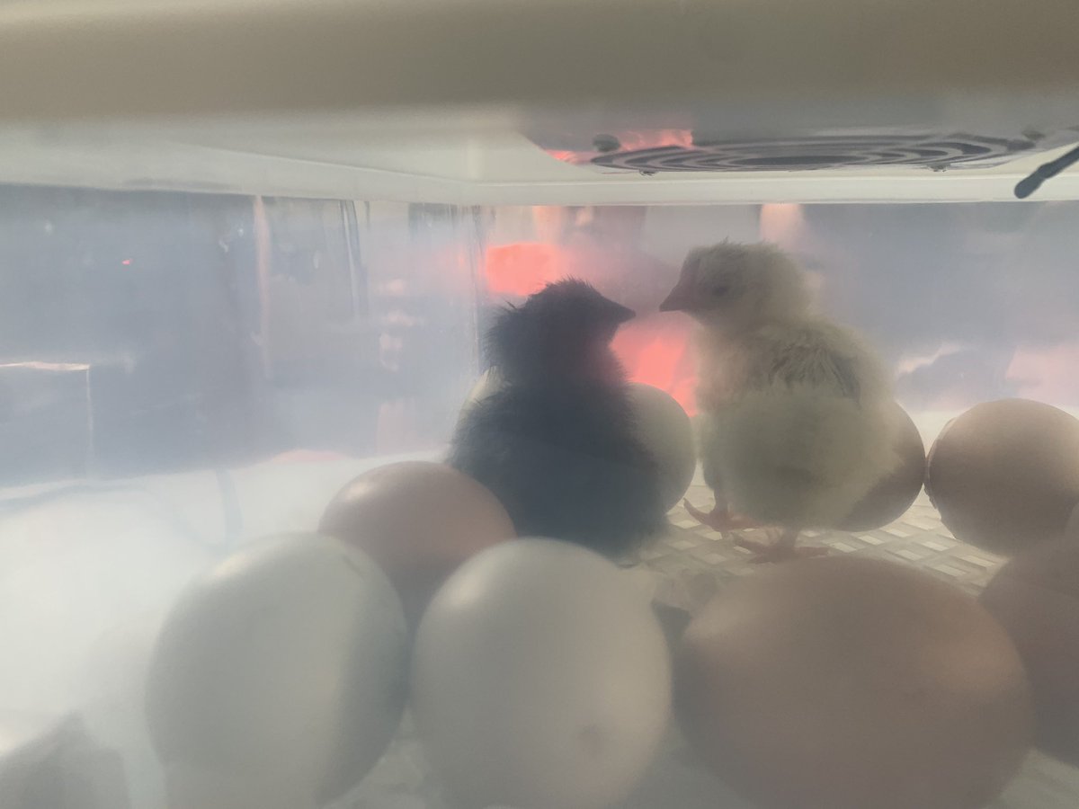 Jamie Donaldson tweet media