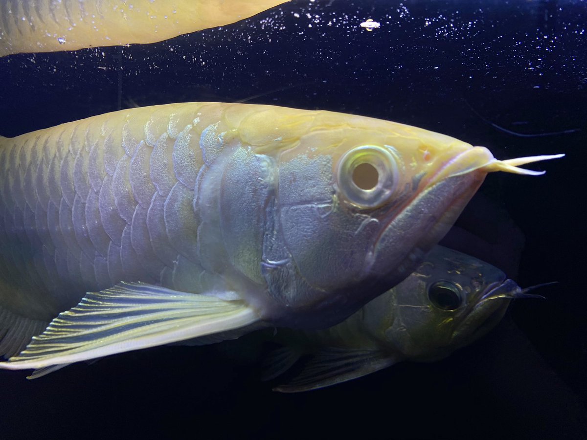 アクアリウムプロショップピンポイント Twitterren 本日も有難う御座いました アロワナ アジアアロワナ アクアリウム 熱帯魚 ピンポイント アルビノ過背金龍 ヘテロ過背金龍 過背金龍 アルビノ ヘテロ アロワナ繁殖