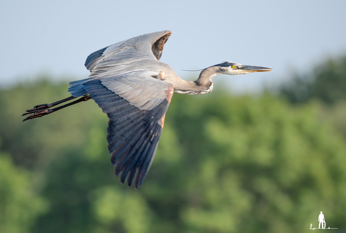 Great Blue Heron

#lacrossefootwear #lenscoat #gettheshot #repost #herons #birds #bird #nature #birdphotography #naturephotography #wildlife #birdsofinstagram #heronsofinstagram #of #best #wildlifephotography #birdwatching #perfection #greatblueheron #captures #birding