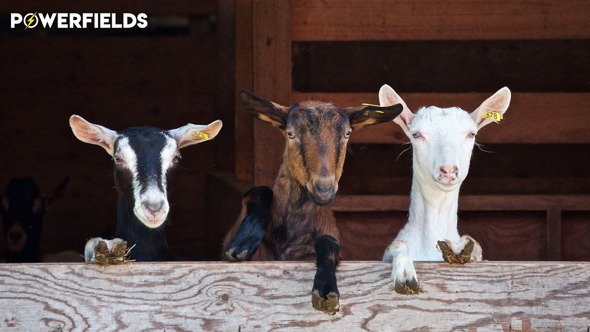 PowerfieldsTwit's tweet image. Happy National Goat Day!
#Powerfields