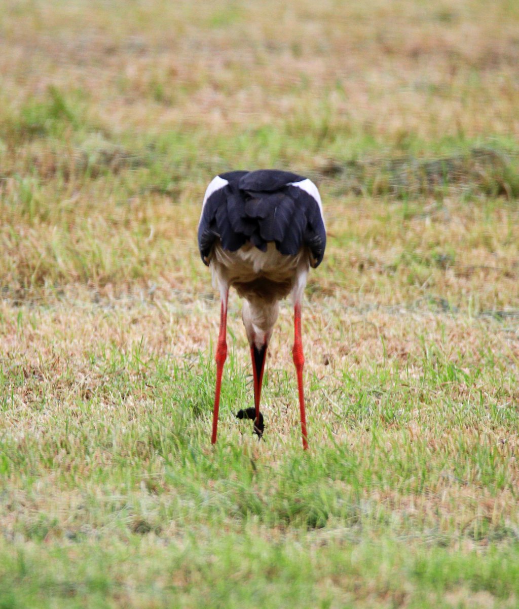 C0RdeJ0NG's tweet photo. De ooievaar van een eindje verder op komt even buurten, midden in het dorp. Prachtig! Meerdere mollen en muisjes waren de klos...
#ooievaar #bargercompascuum #drenthe https://t.co/OFCEzHACxo