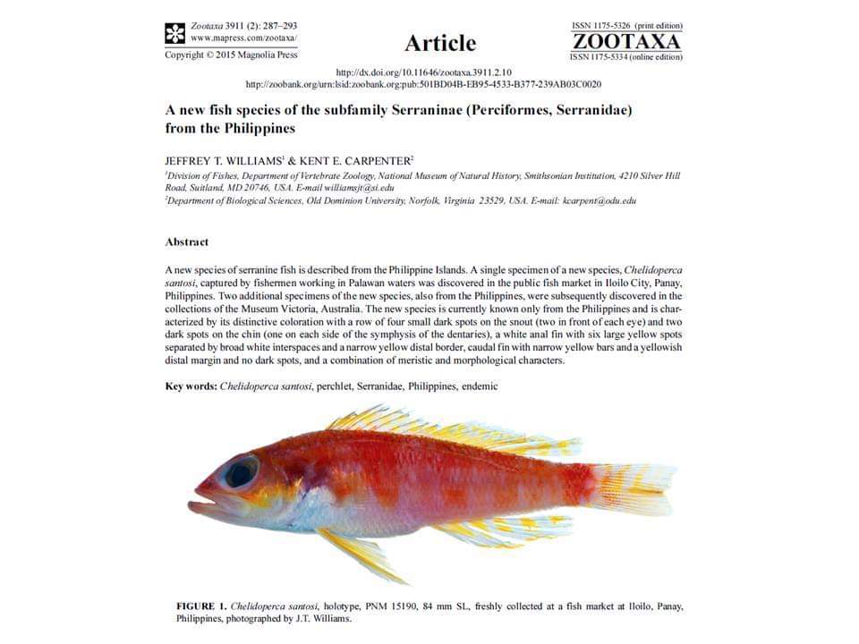 The Pogi perchlet discovered from a fish market in Iloilo City, Panay. It was described in 2015 and named in honor of another of my  #PatingKaBa co-authors,  @mudjiesantos. "Pogi" is a Filipino word for handsome .  #IDB2020  #BiodiversityDay