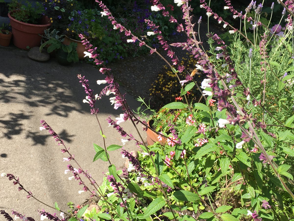 From PAN staff scientist  @EmilyAtPAN, a photo from her neighbor's flower garden in Berkeley, CA. Can you spot the honeybee?  #BiodiversityDay