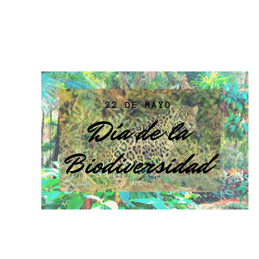 Somos parte del equilibrio, somos Misiones, Capital de la Biodiversidad. FELIZ DÍA!