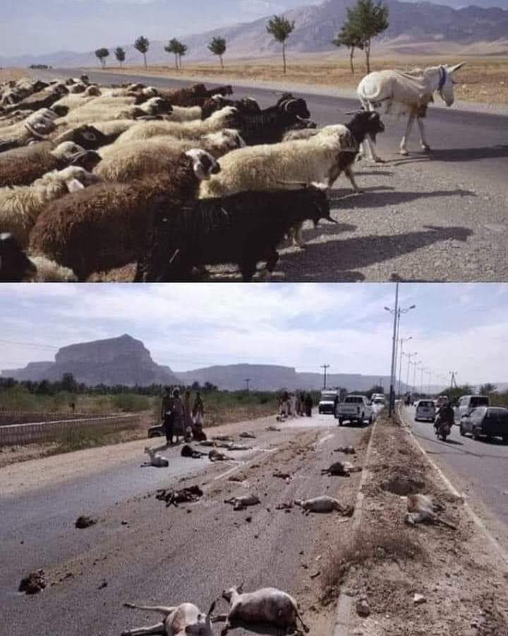 iamvermaravi's tweet image. ✍ &quot;गधे को मुखीया बनाने की कीमत भेड़ो ने जान दे कर चुकाई है&quot;।
चमचों देखो और कुछ सीखो ।।

🤔🤔👇👇😐😐👇👇✍✍

#DeshModiKeSath