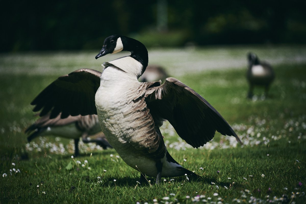 MostlyGeese's tweet photo. Flapping Goose #CheadleRoyal #ManchesterGeese https://t.co/yJcDlMSCen