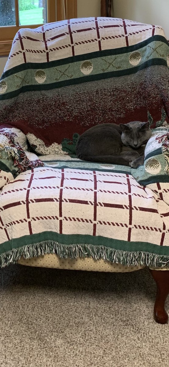 Sharonscupboard's tweet photo. What better way to spend a rainy Friday? I’ll let the Mayor do all the work while I rest on his chair. #firstcat #maxduvalthecat https://t.co/O01lGbSdvC